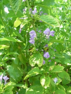 Mellichamp's Skullcap